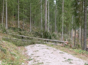 windwurf-wald