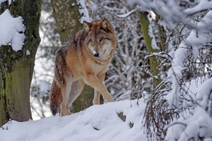 Wolf Winter