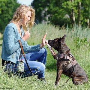 Hund Mensch Hund Mensch