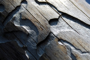 Borkenkäfer Holz Borkenkäfer Holz