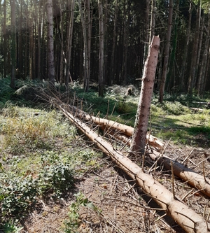 Sturmschäden Wurfholz