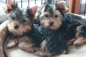 Yorkshire Terrier