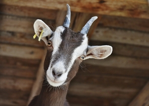 Ziegenbock Ziegenbock
